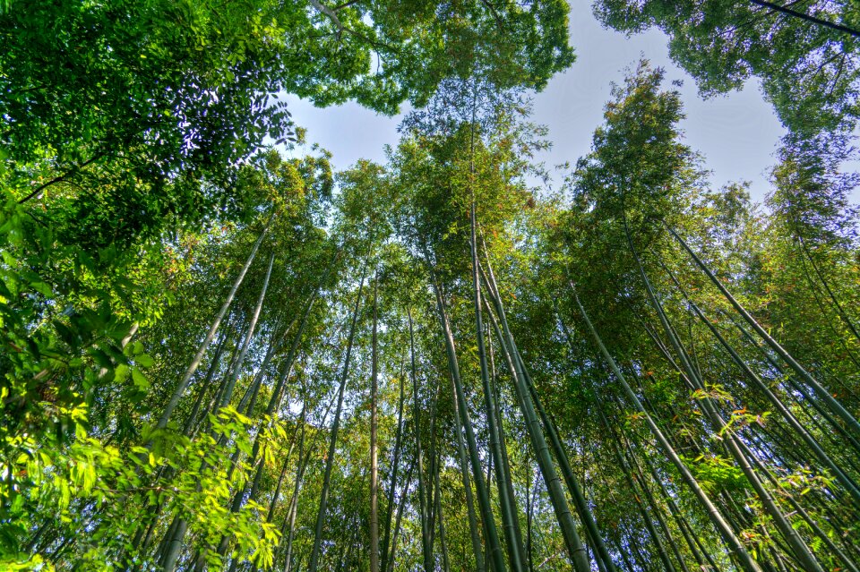 Sky green kyoto