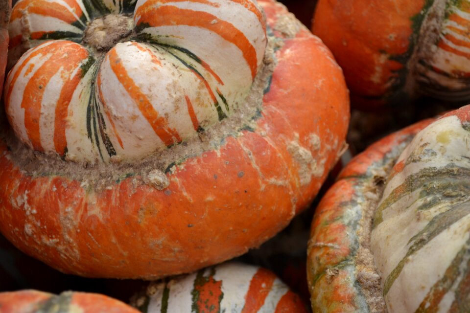 Autumn fall harvest