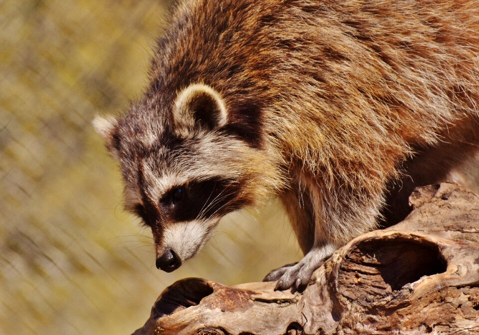 Mammal sweet nature