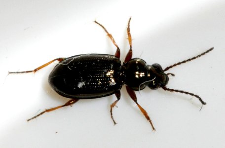 Bembidion-unidentified-01-fws