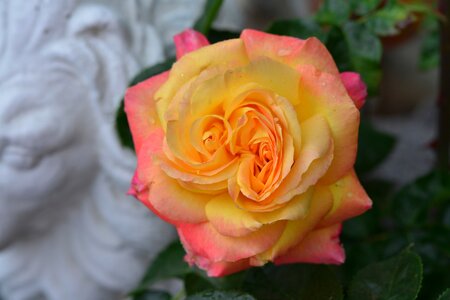 Bloom nature rose blooms