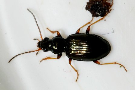Bembidion-deletum-02-fws