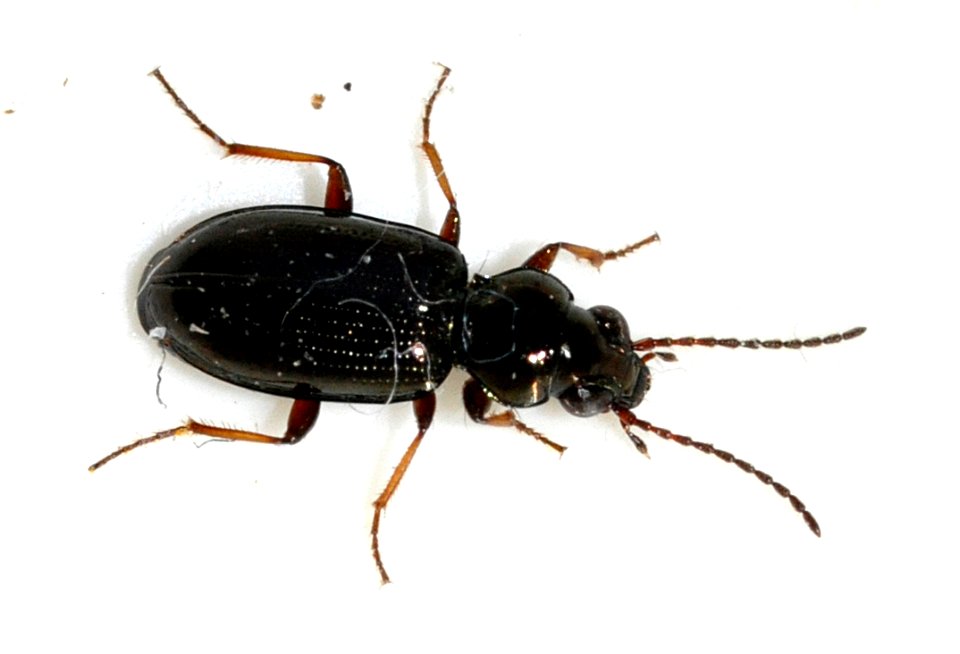Bembidion-lampros-04-fws