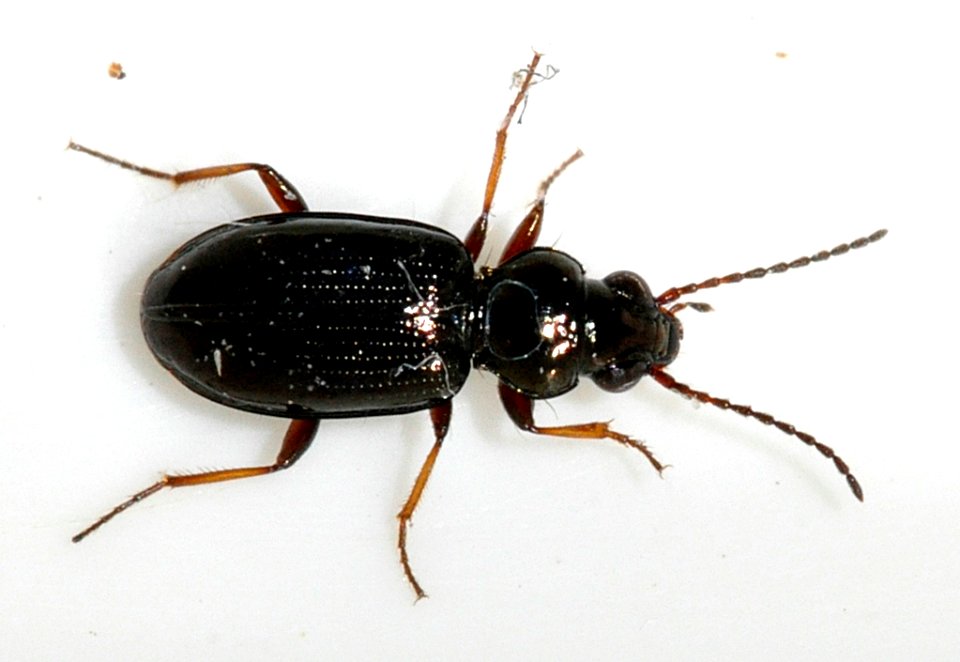 Bembidion-lampros-01-fws