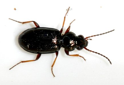 Bembidion-lampros-01-fws