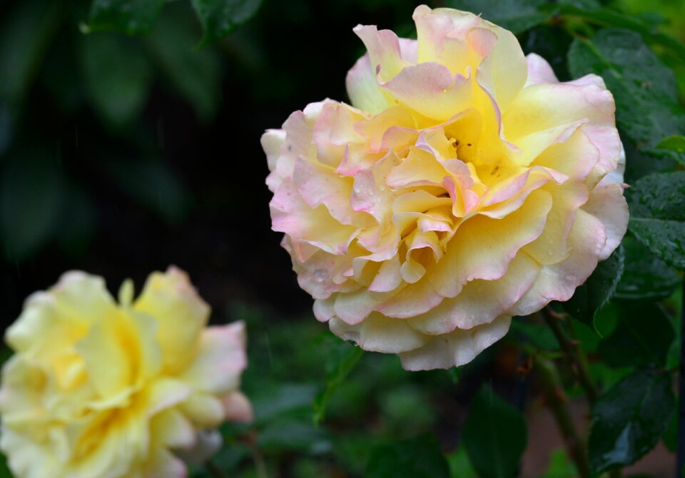 Bloom nature rose blooms
