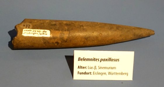 Belemnites paxillosus - Naturhistorisches Museum, Braunschweig, Germany - DSC05159