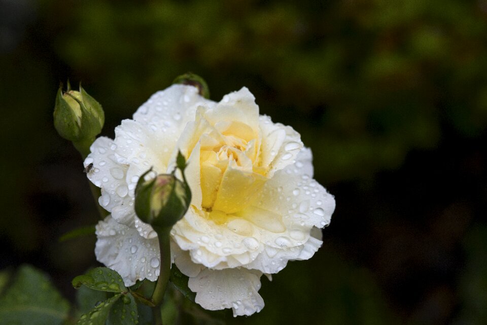 Bloom nature rose blooms