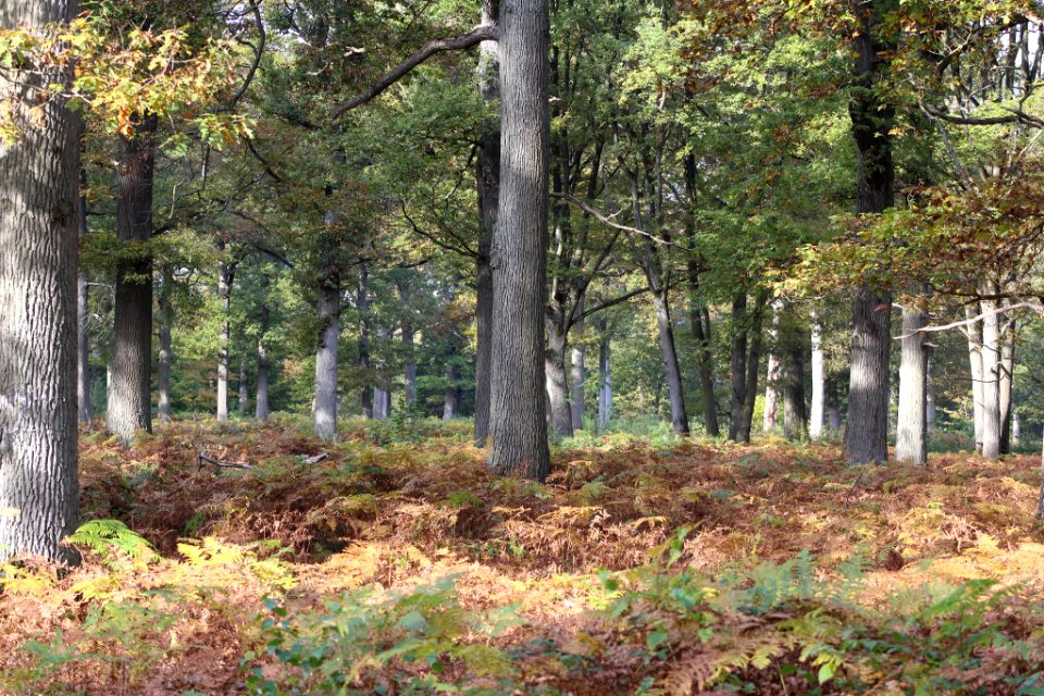 Belle Forêt (232209761)