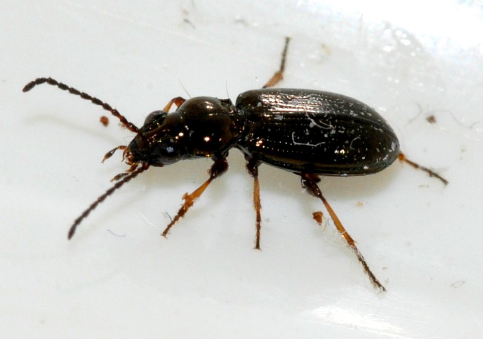 Bembidion-unidentified-04-fws