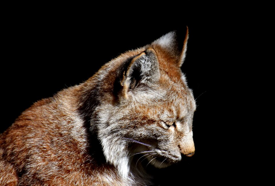 Carnivores animal world predator