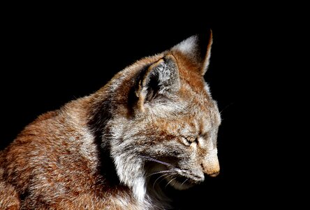 Carnivores animal world predator