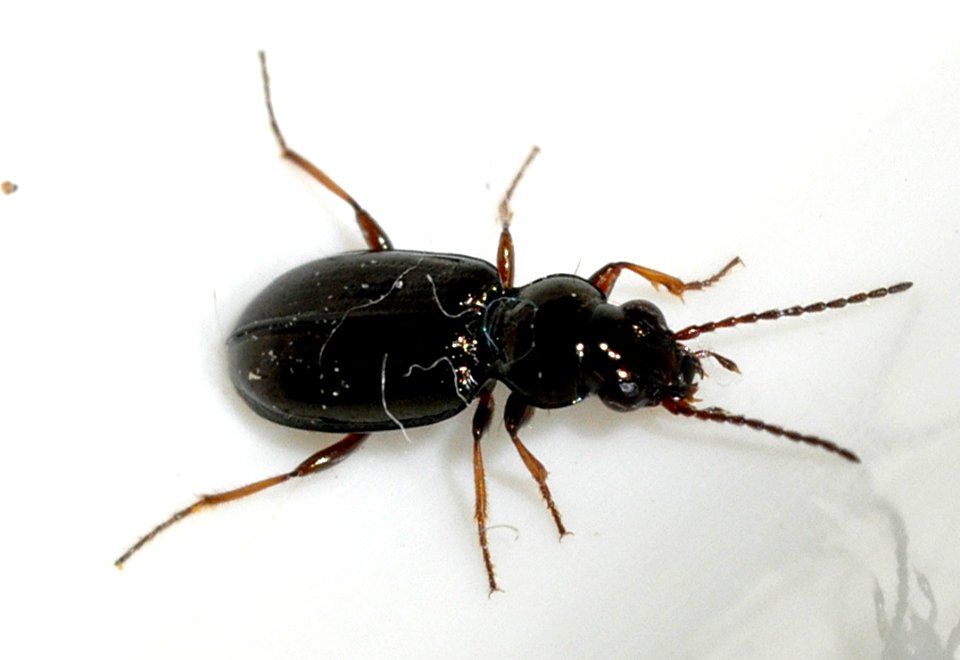 Bembidion-lampros-03-fws