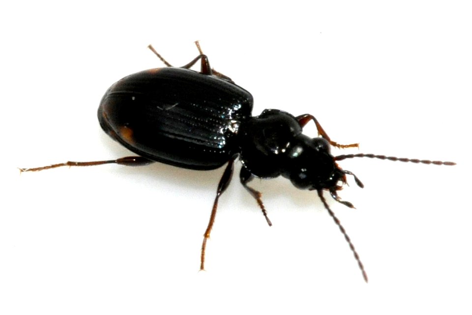Bembidion-guttula-02-fws