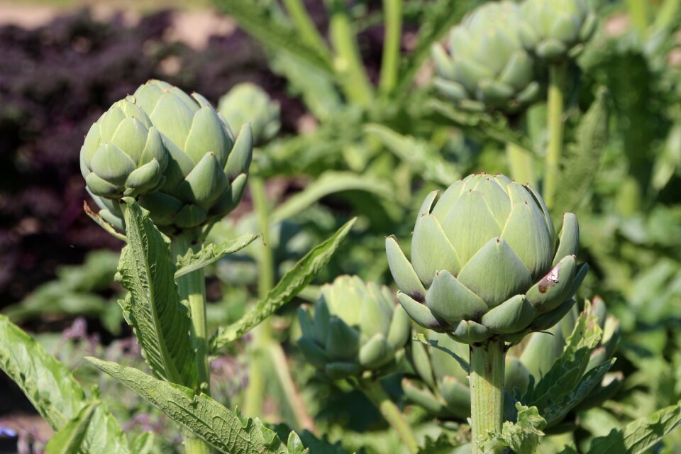 Food artichoke plant vitamins