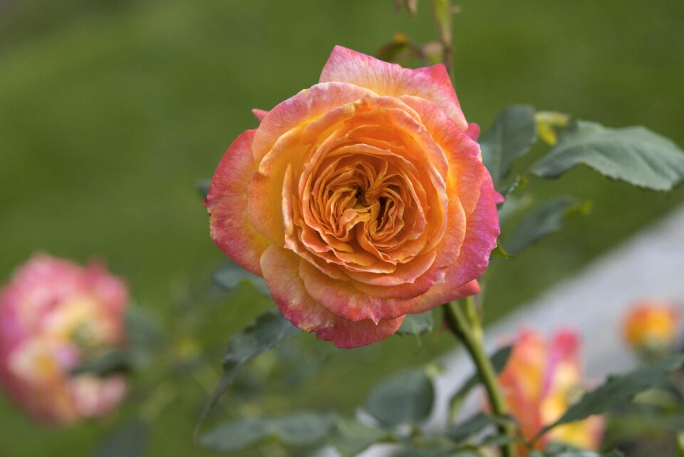 Bloom nature rose blooms