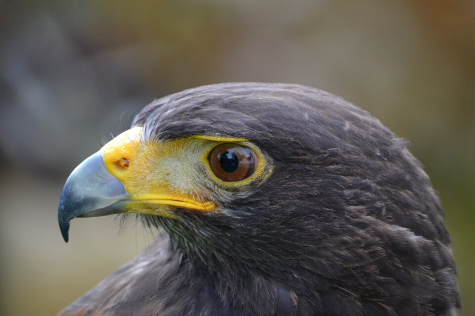 Bird of prey bird zoo