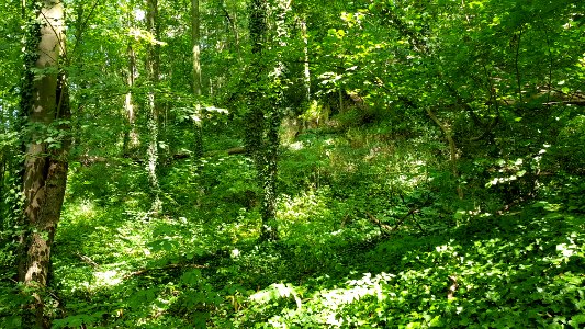 Bemelen-Bemelerbosgroeve II (8)