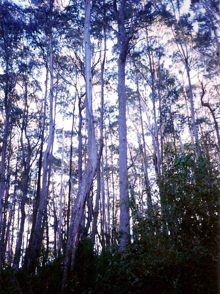 Bemboka River Eucalyptus