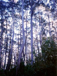 Bemboka River Eucalyptus