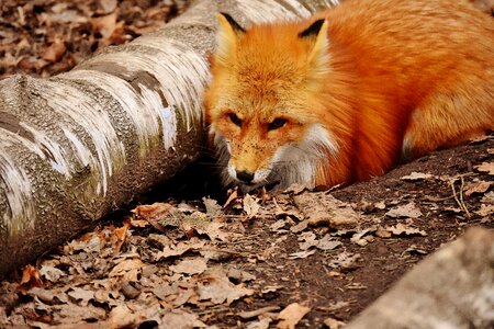 Wildpark poing animal world nature