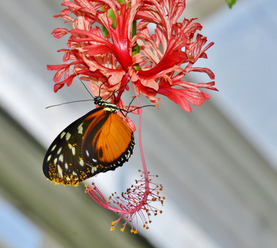 Insect nature flower