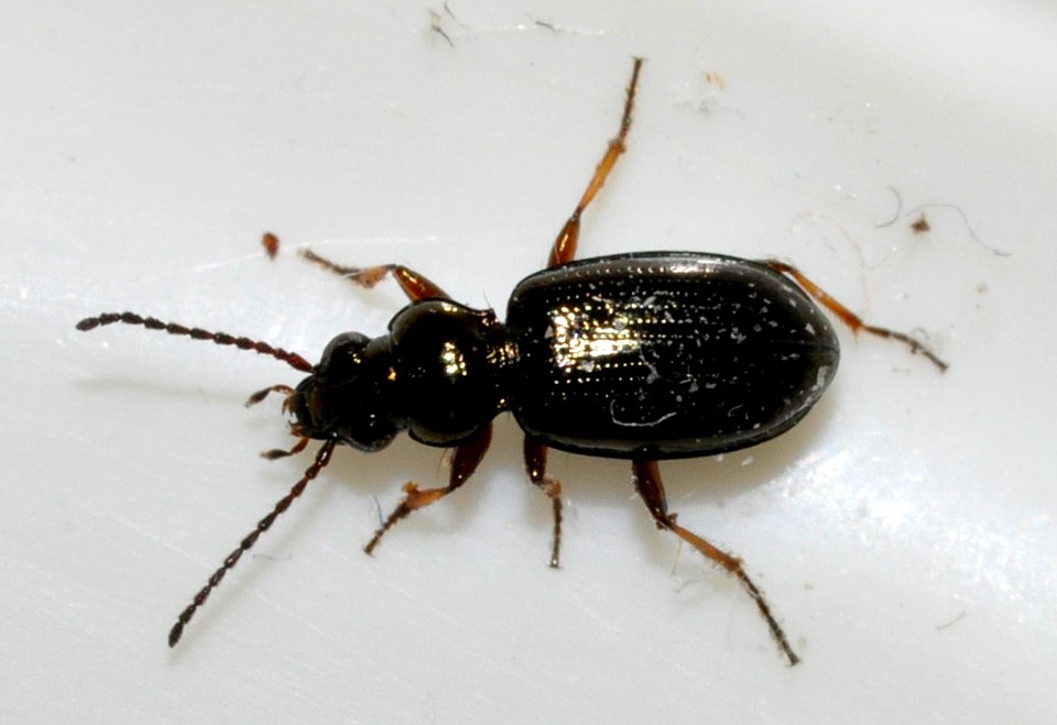 Bembidion-unidentified-03-fws
