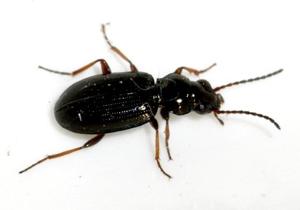 Bembidion-lampros-02-fws