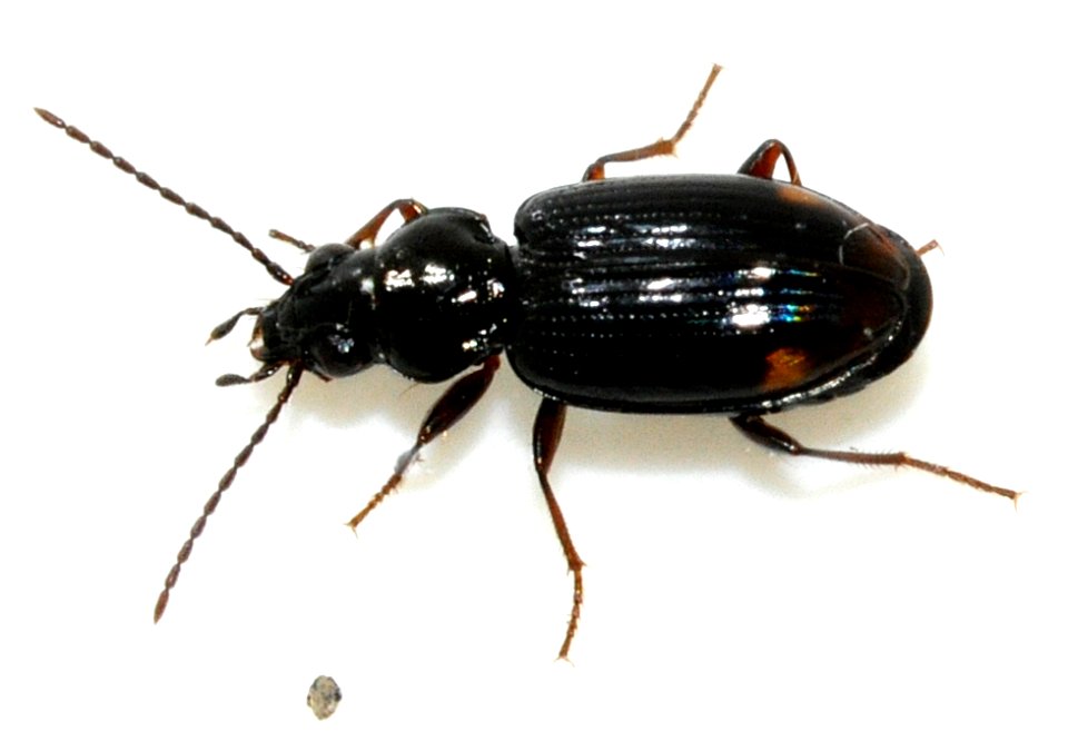 Bembidion-guttula-05-fws