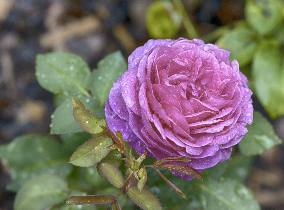 Bloom rose blooms nature