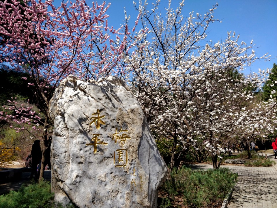 Beijing Botanical Garden adorned by sea of flowers6