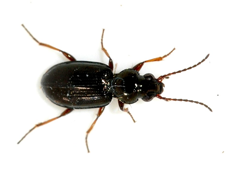 Bembidion-lampros-05-fws