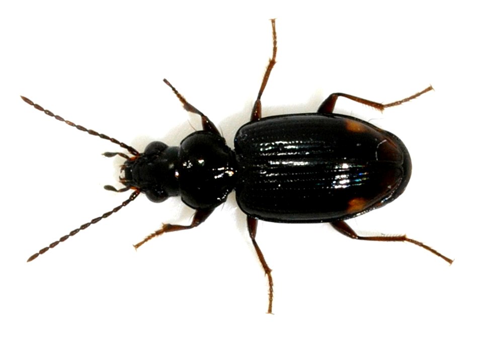 Bembidion-guttula-06-fws