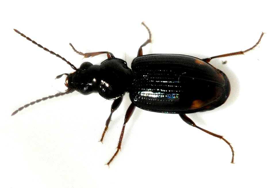 Bembidion-guttula-01-fws