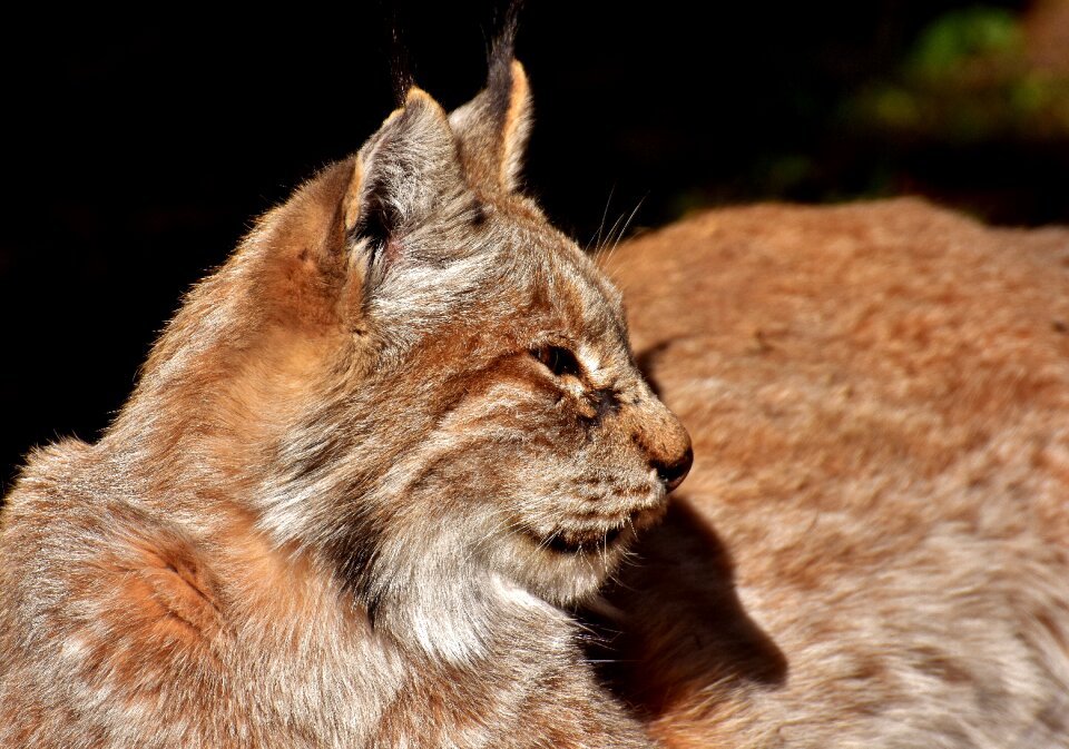Carnivores animal world predator
