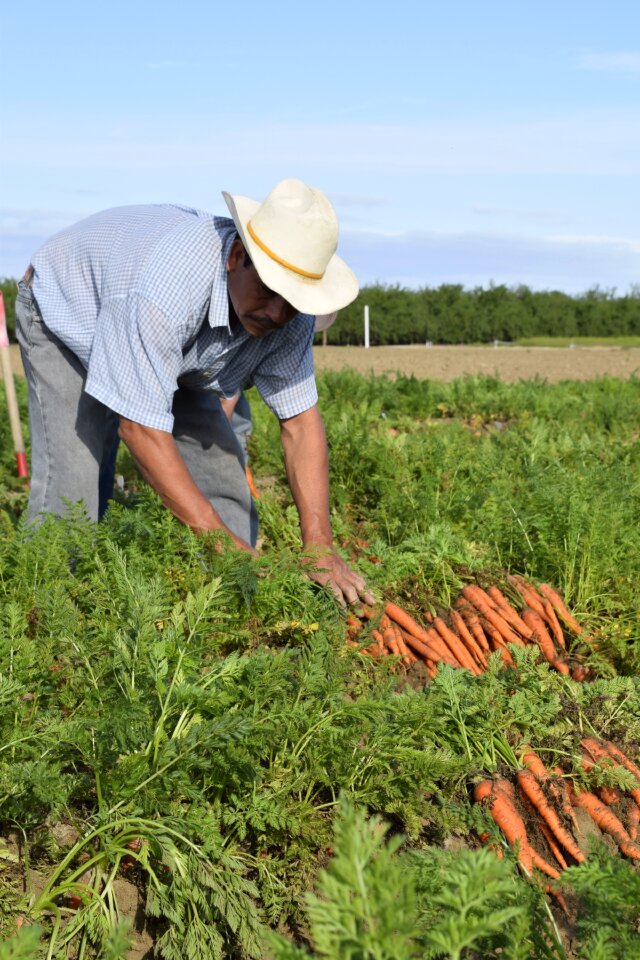 Farmer vegetable harvesting