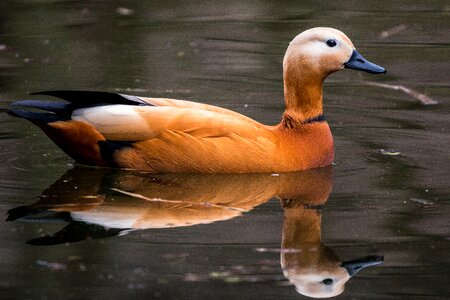Swim waterfowl bird