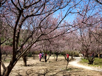 Beijing Botanical Garden adorned by sea of flowers5