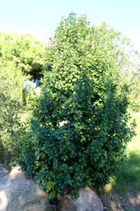Beilschmiedia miersii - Jardín Botánico de Barcelona - Barcelona, Spain - DSC09289