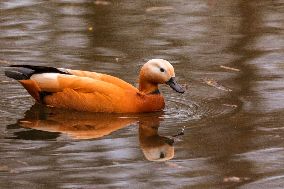 Swim waterfowl bird