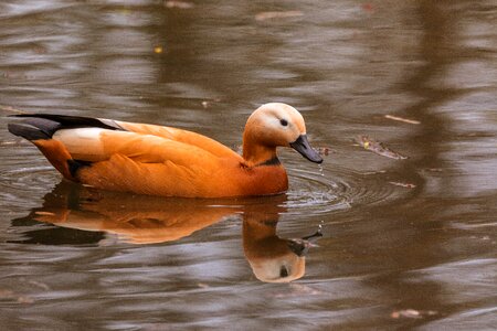 Swim waterfowl bird photo