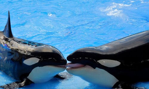 Orcas animals show photo