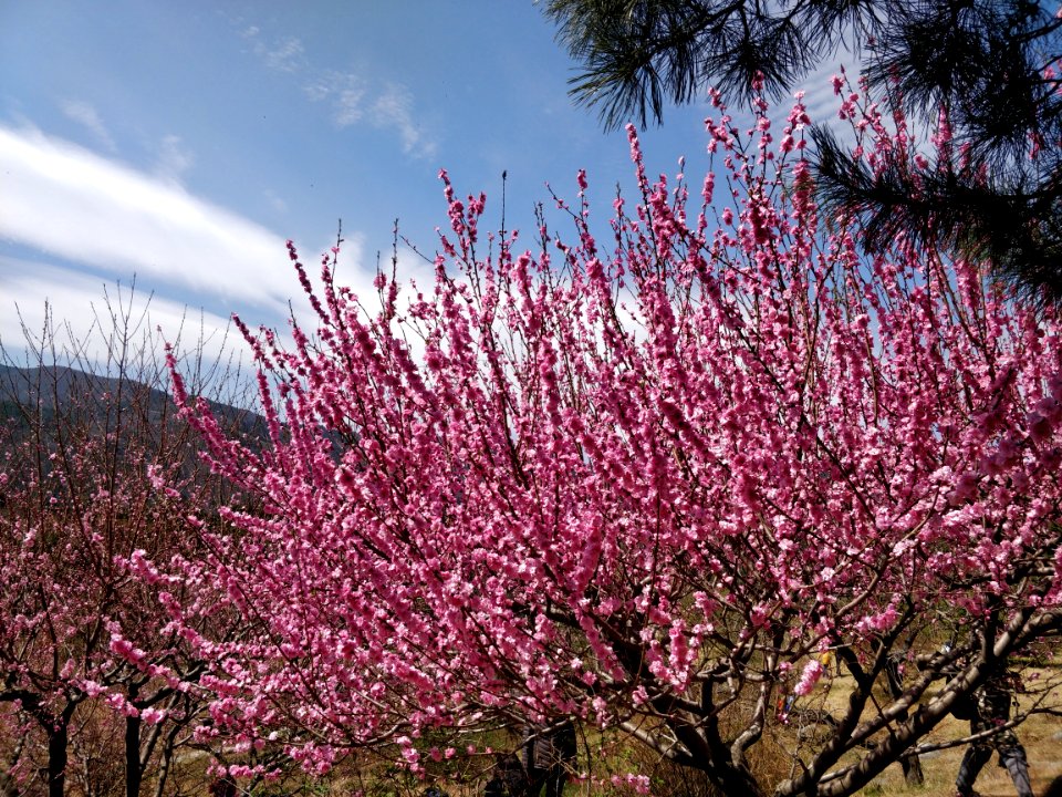 Beijing Botanical Garden adorned by sea of flowers2