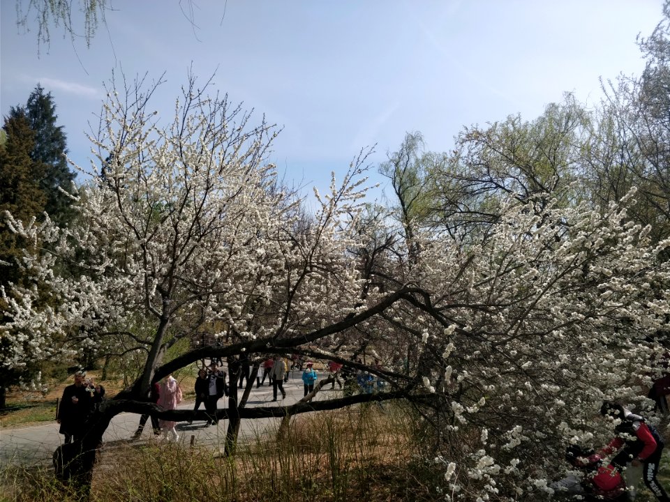 Beijing Botanical Garden adorned by sea of flowers8