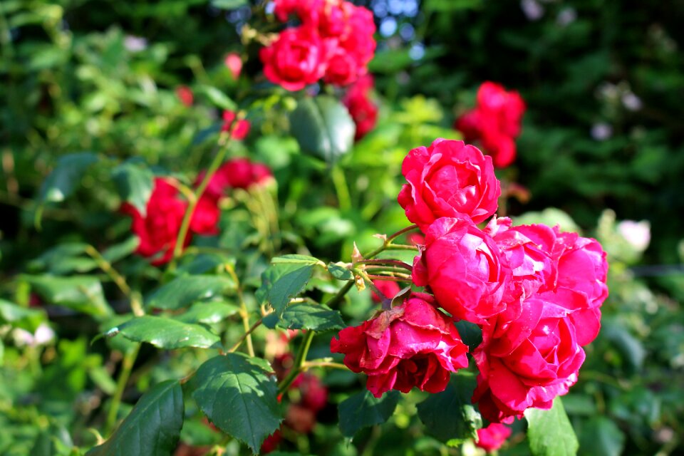 Bloom flowers rose bloom
