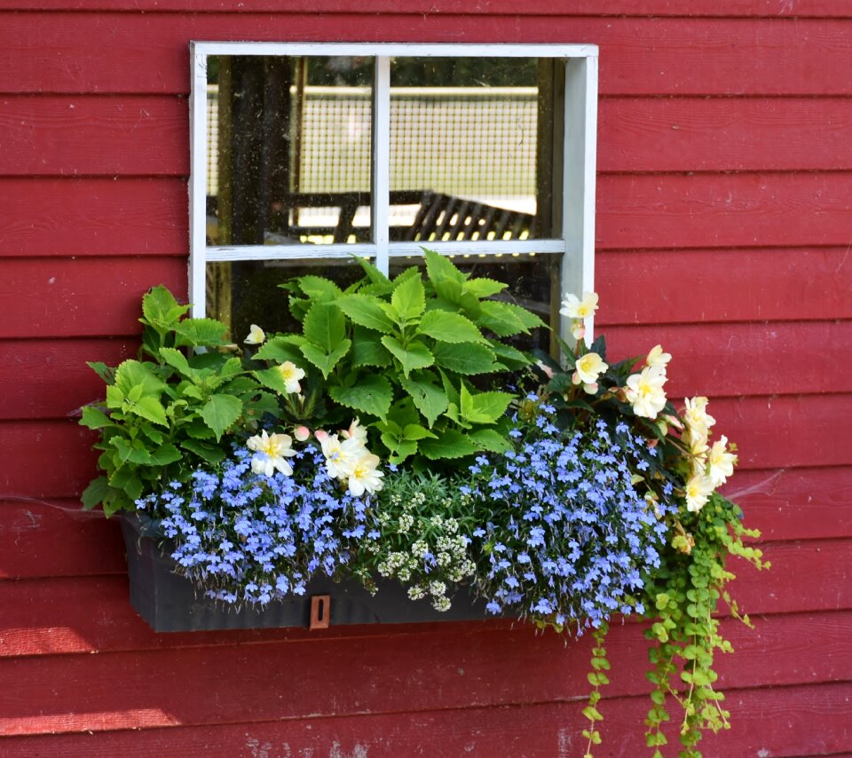 By looking flower box colorful