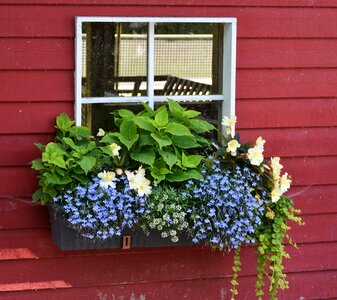 By looking flower box colorful photo
