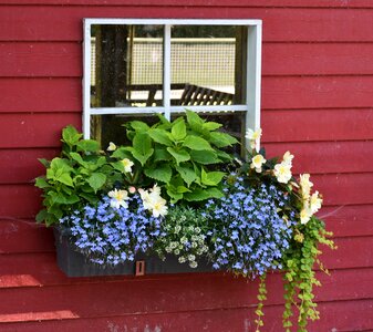 By looking flower box colorful