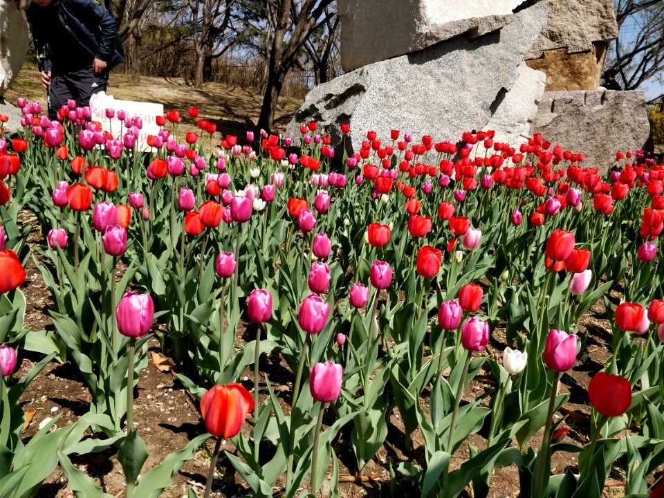 Beijing Botanical Garden adorned by sea of flowers1