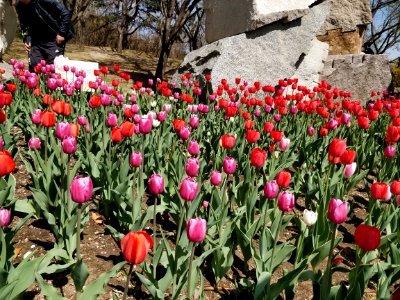 Beijing Botanical Garden adorned by sea of flowers1